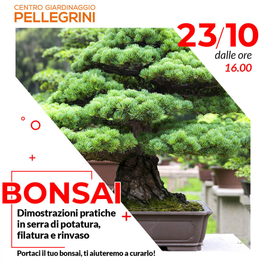 dimostrazione-potatura-rinvaso-bonsai