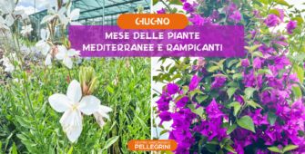 mese-piante-mediterranee-e-rampicanti
