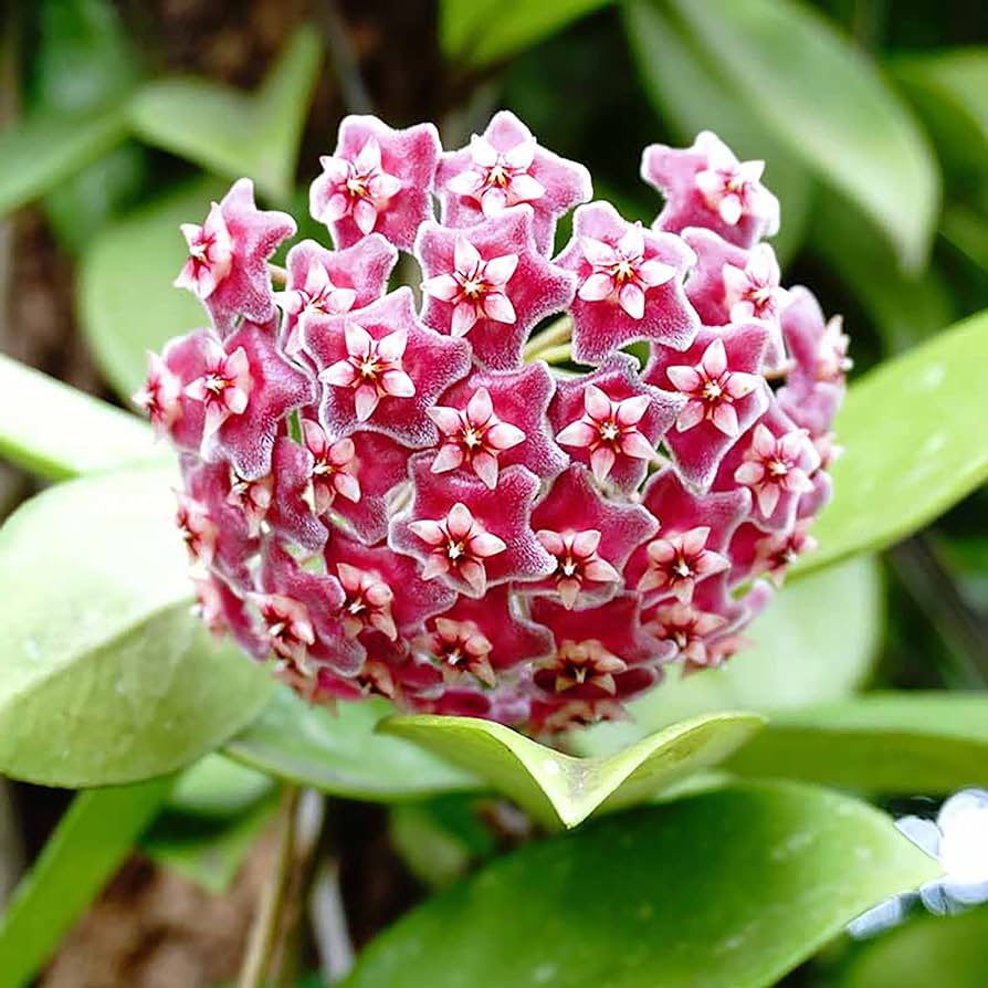 centro-giardinaggio-pellegrini-hoya-mese-delle-piante-grasse.jpg