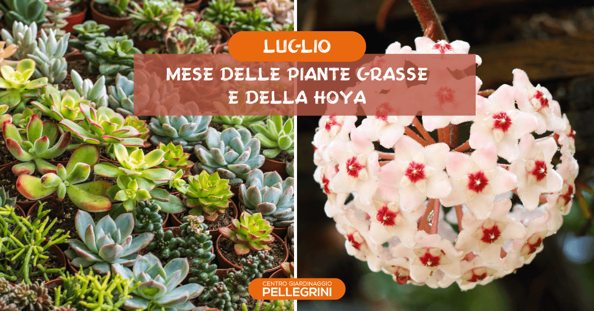 mese-piante-grasse-e-hoya-centro-giardinaggio-pellegrini