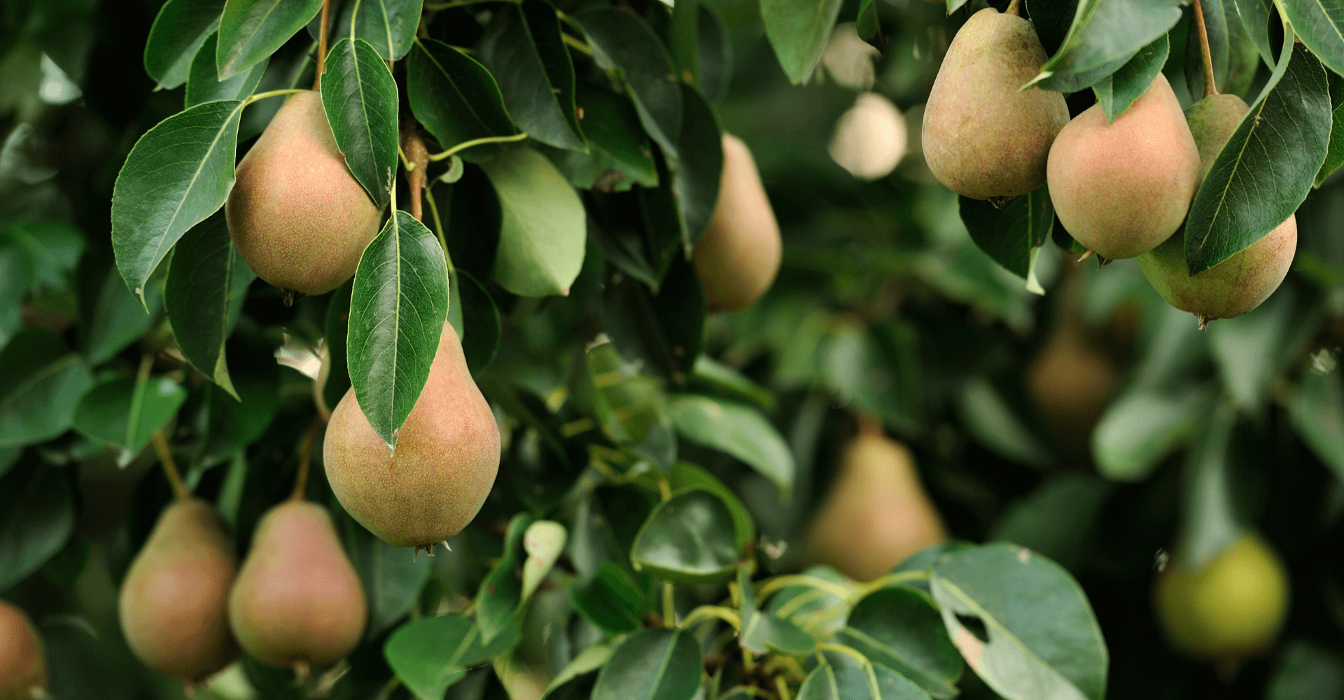 piante-da-frutto-corso-centro-giardinaggio-pellegrini