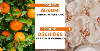 corsi-febbraio-2025-agrumi-orchidee-pellegrini