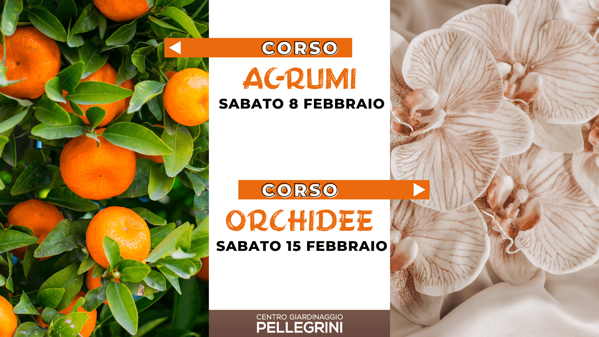 corsi-febbraio-2025-agrumi-orchidee-pellegrini