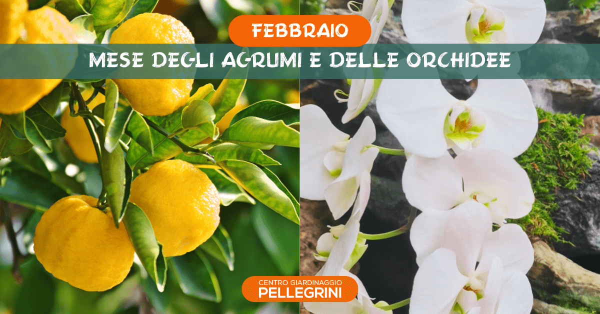 febbraio-mese-agrumi-e-orchidee-centro-giardinaggio-pellegrini