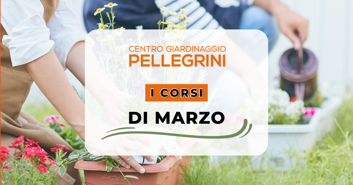 corsi-marzo-2025-pellegrini