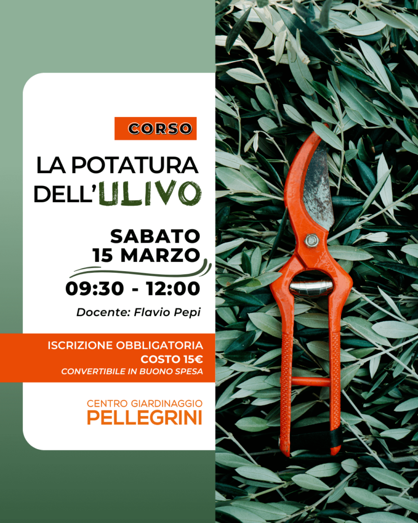 corso-potatura-olivo-centro-giardinaggio-pellegrini