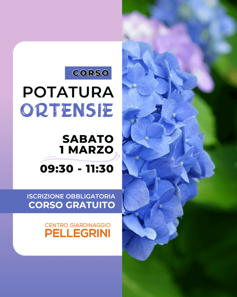 corso-potatura-ortensie-centro-giardinaggio-pellegrini