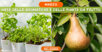 aromatiche-piante-da-frutto-mese-di-marzo-pellegrini