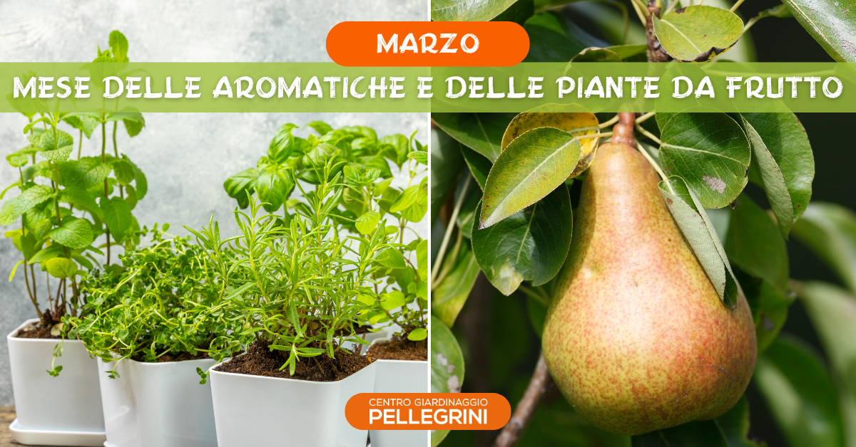 aromatiche-piante-da-frutto-mese-di-marzo-pellegrini